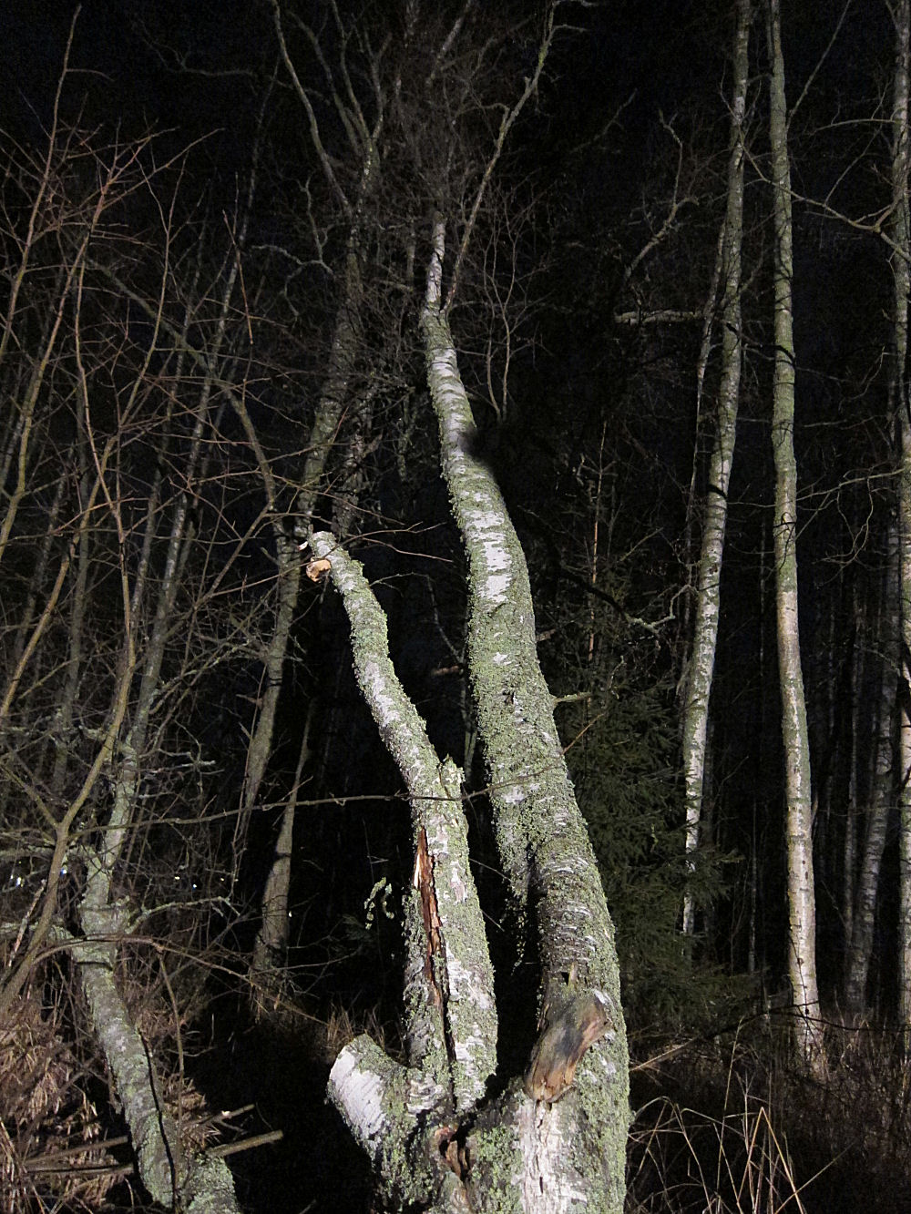 koivunkaato