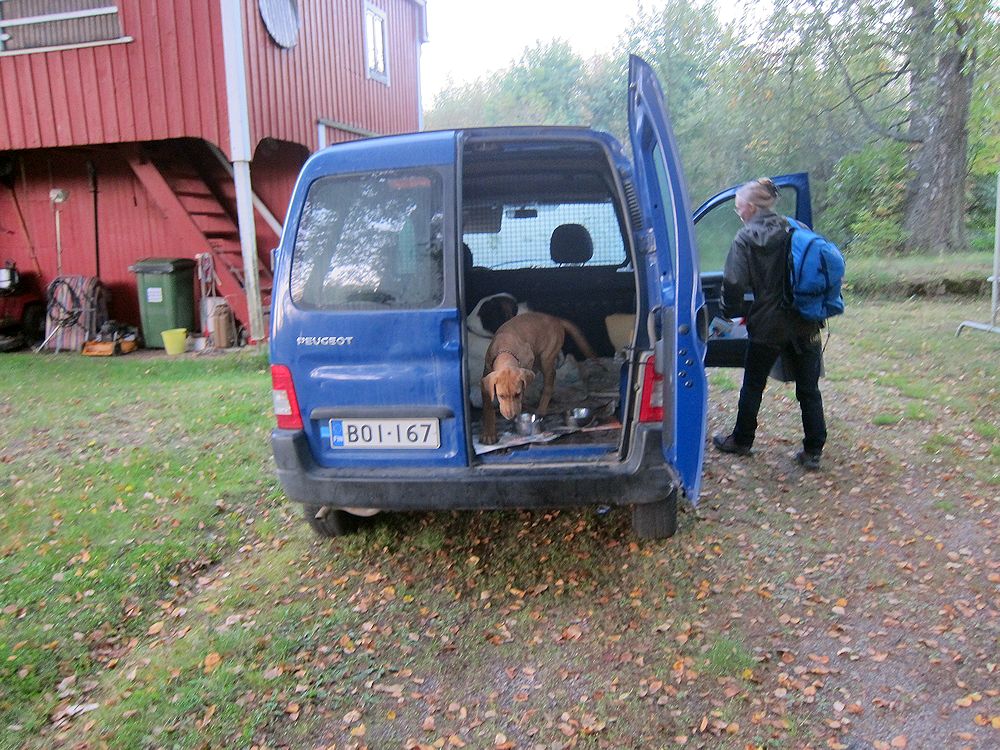 haukut